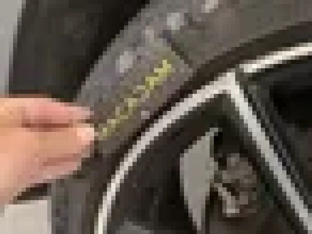 Vastgestelde schade