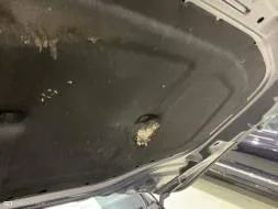Reported damage
