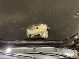 Reported damage